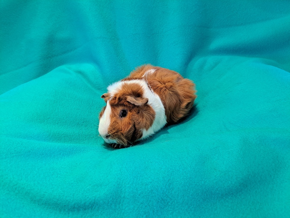 Gus