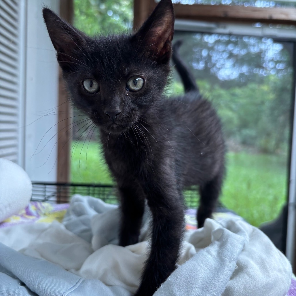 Ebony