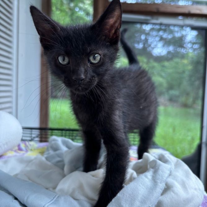 Ebony