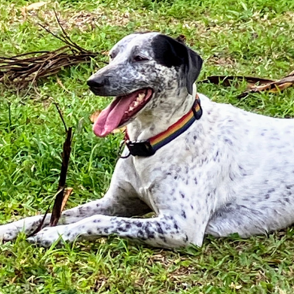 Kiko, an adoptable Mixed Breed in Volcano, HI, 96785 | Photo Image 1