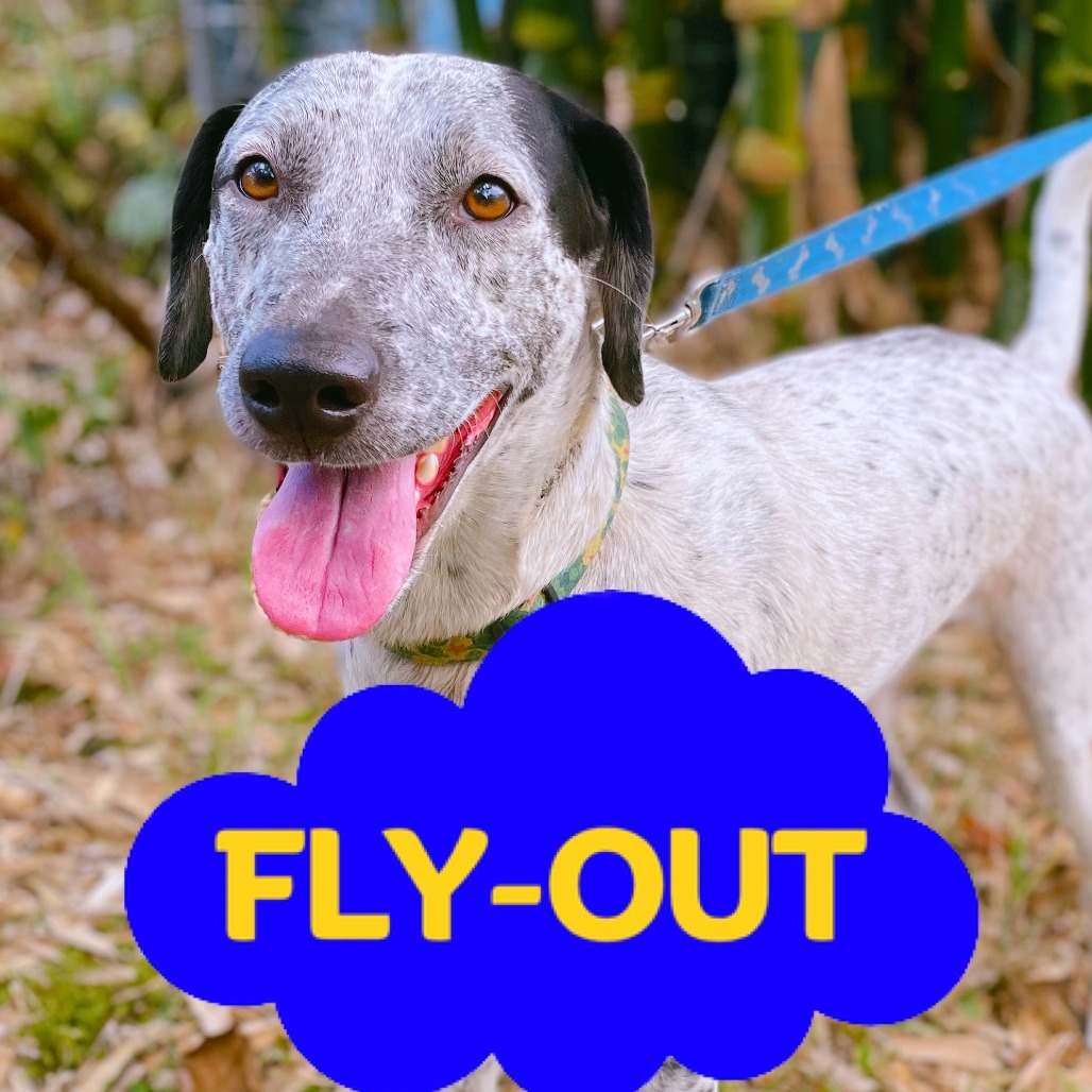 Kiko, an adoptable Mixed Breed in Volcano, HI, 96785 | Photo Image 1