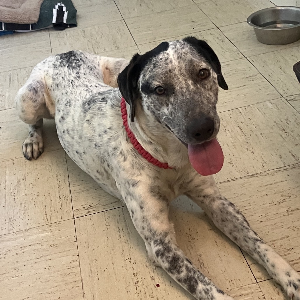 Kiko, an adoptable Mixed Breed in Volcano, HI, 96785 | Photo Image 2