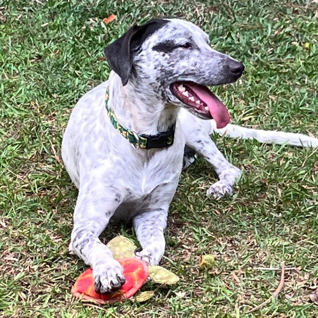 Kiko, an adoptable Mixed Breed in Volcano, HI, 96785 | Photo Image 4