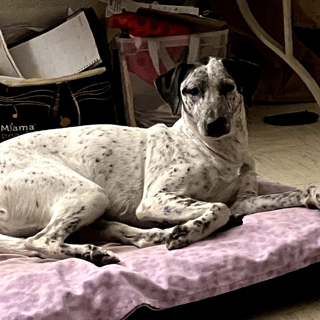 Kiko, an adoptable Mixed Breed in Volcano, HI, 96785 | Photo Image 5