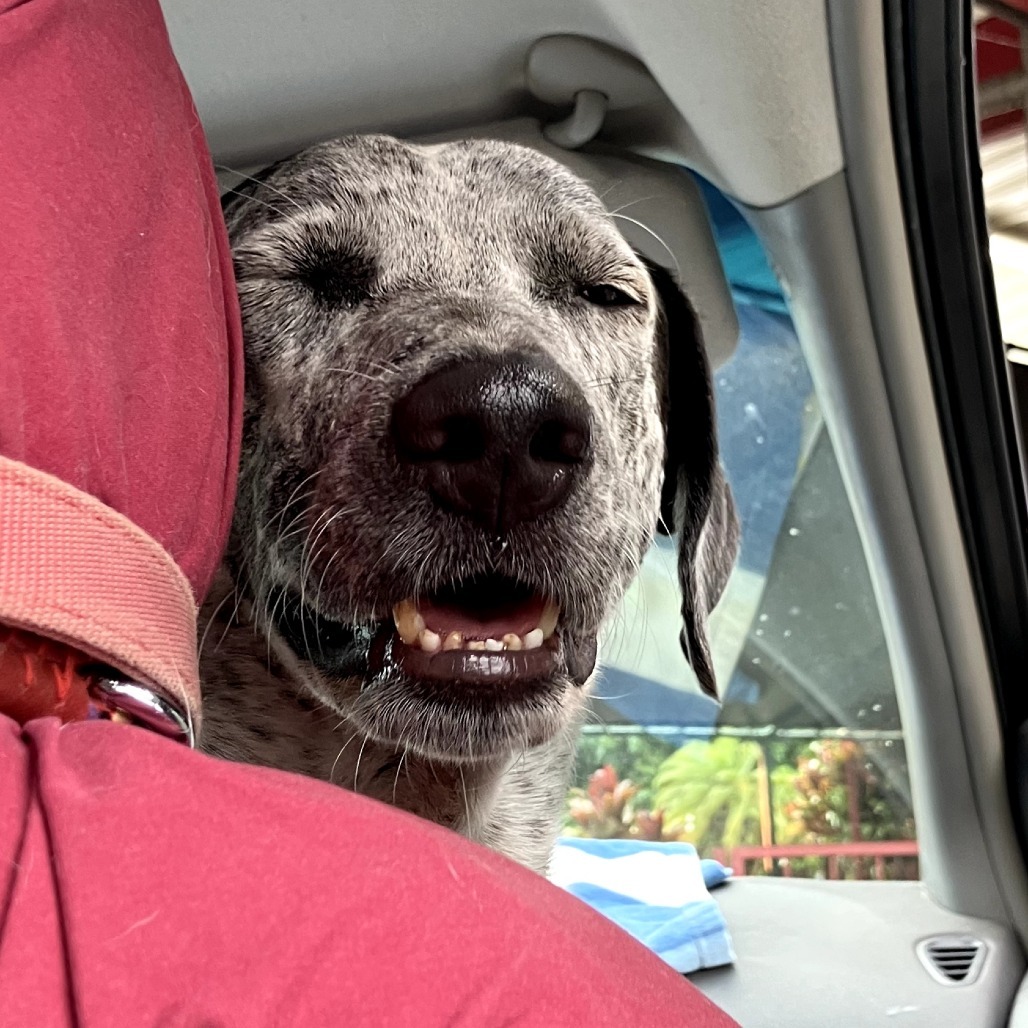 Kiko, an adoptable Mixed Breed in Volcano, HI, 96785 | Photo Image 6