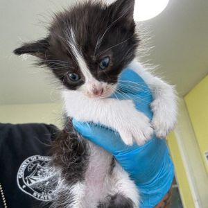Mickie (COH-A-63905), Baby Male Domestic Medium Hair