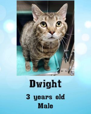 DWIGHT, Young Male Domestic Medium Hair