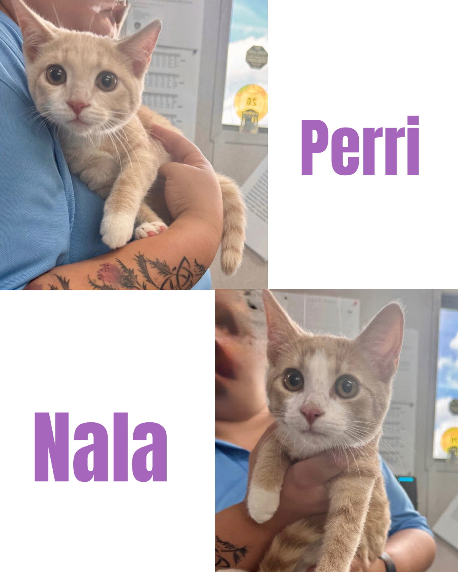 NALA