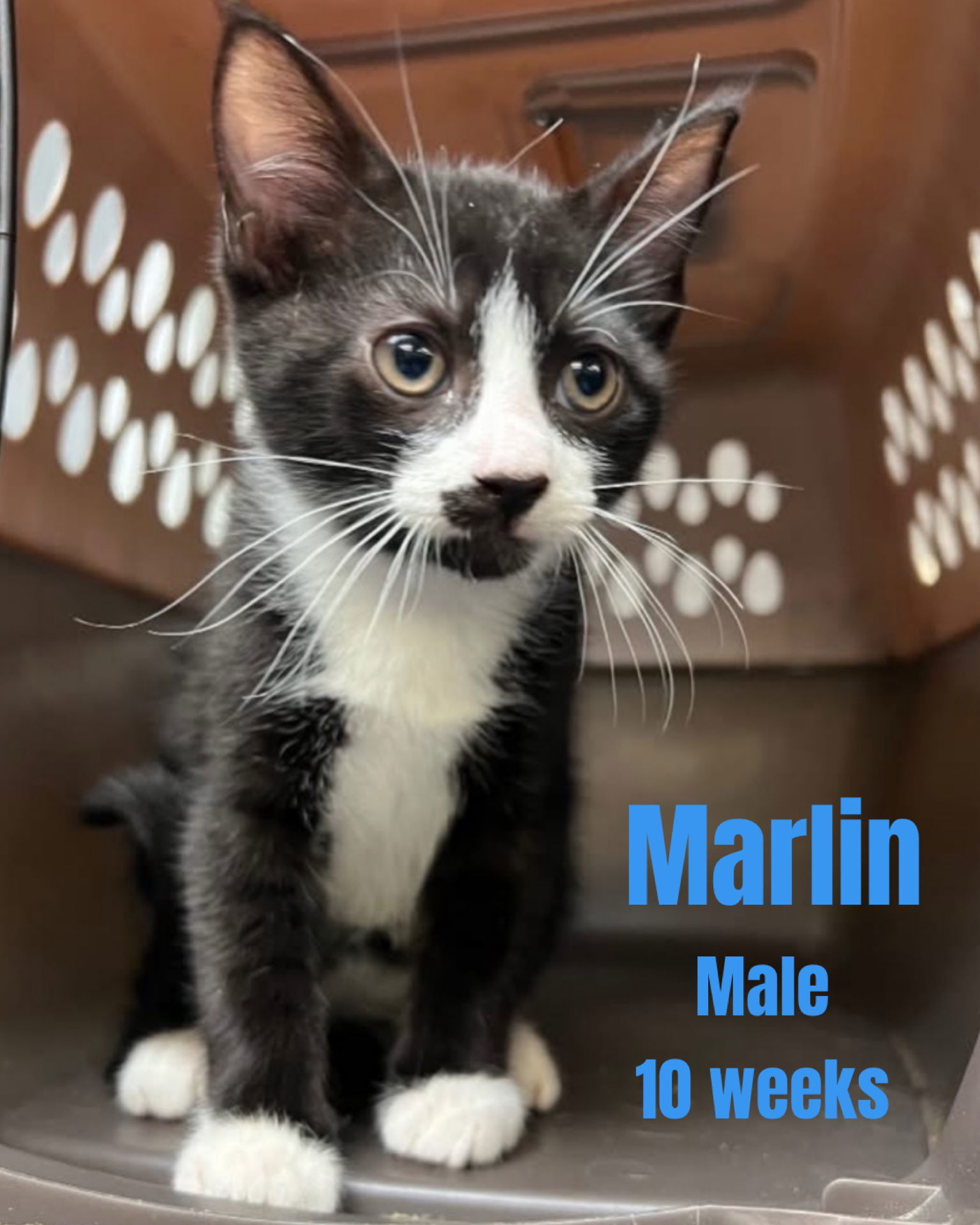 MARLIN