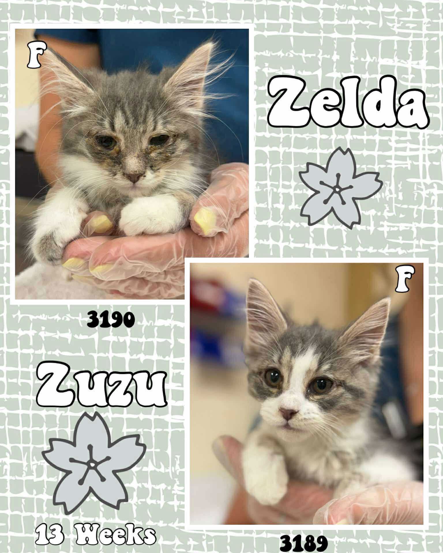 ZUZU