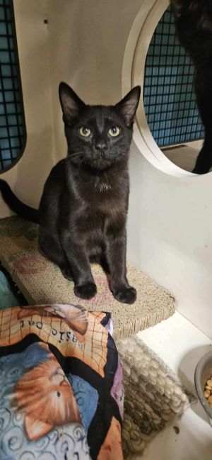 GUS