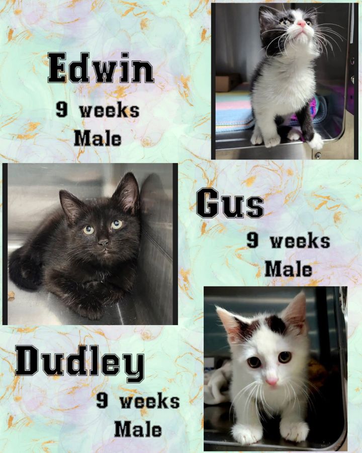 DUDLEY 1
