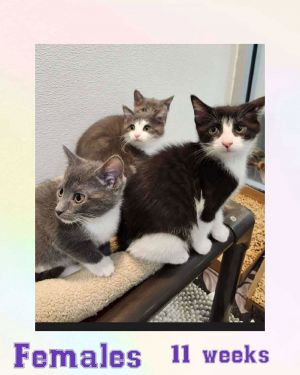 ALOE, Young Female Domestic Short Hair