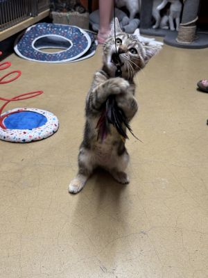 Catoms (courtesy post) Domestic Short Hair Cat