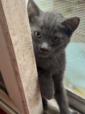 Tratton (courtesy/preadopt) Domestic Short Hair Cat