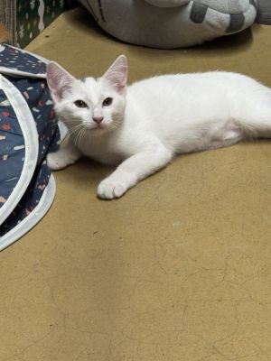 Megamind (courtesy post) Domestic Short Hair Cat