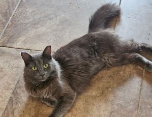 ASHLING (COURTESY POST) Domestic Medium Hair Cat