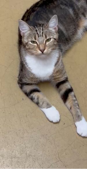 Chiffon (courtesy post) Domestic Short Hair Cat