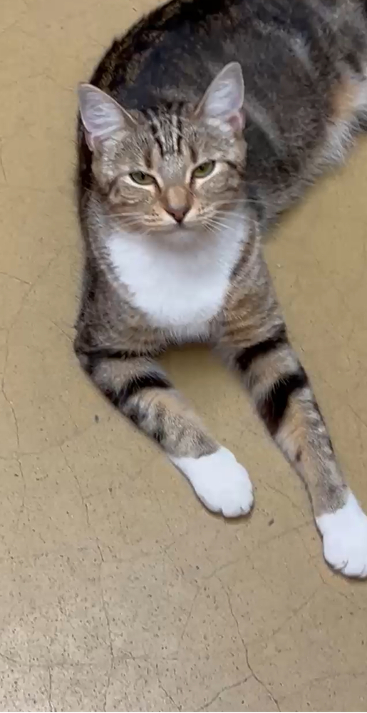 Chiffon (courtesy post)