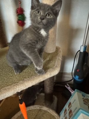 Blue (courtesy post/pre adopt) Domestic Short Hair Cat