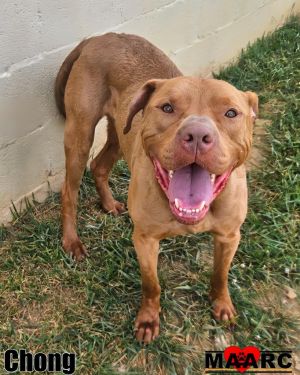 Chong Pit Bull Terrier Dog