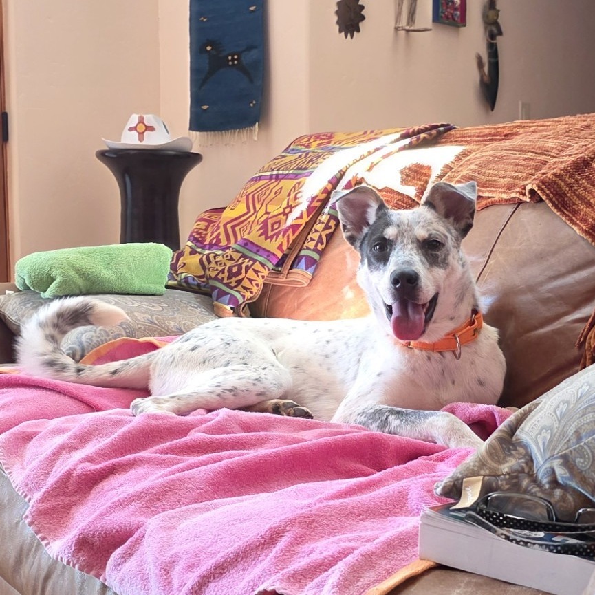 Charming, an adoptable Mixed Breed in Las Cruces, NM, 88012 | Photo Image 1