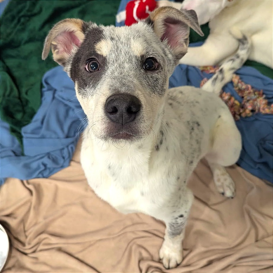 Charming, an adoptable Mixed Breed in Las Cruces, NM, 88012 | Photo Image 2