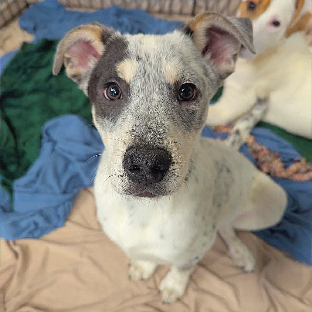 Charming, an adoptable Mixed Breed in Las Cruces, NM, 88012 | Photo Image 3