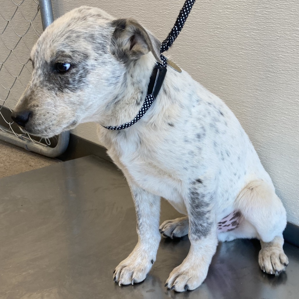 Charming, an adoptable Mixed Breed in Las Cruces, NM, 88012 | Photo Image 4