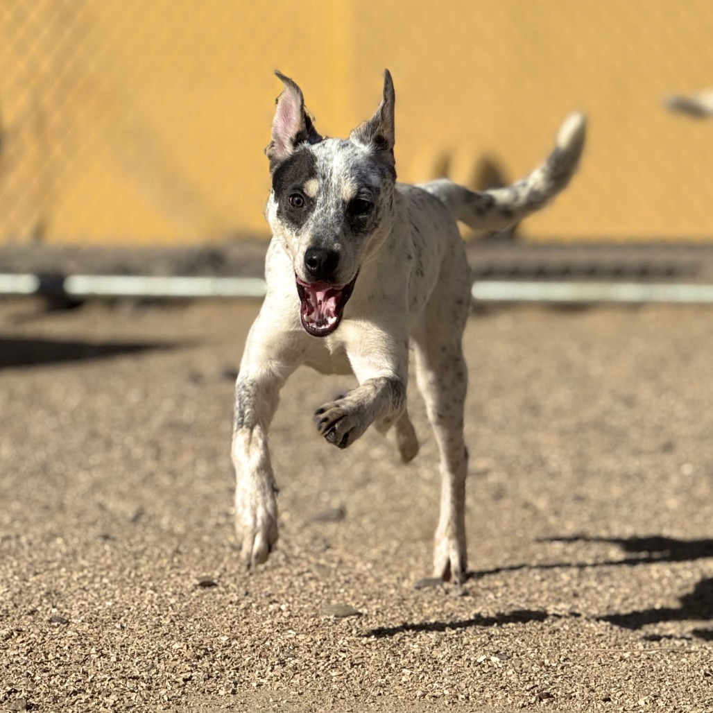 Charming, an adoptable Mixed Breed in Las Cruces, NM, 88012 | Photo Image 5