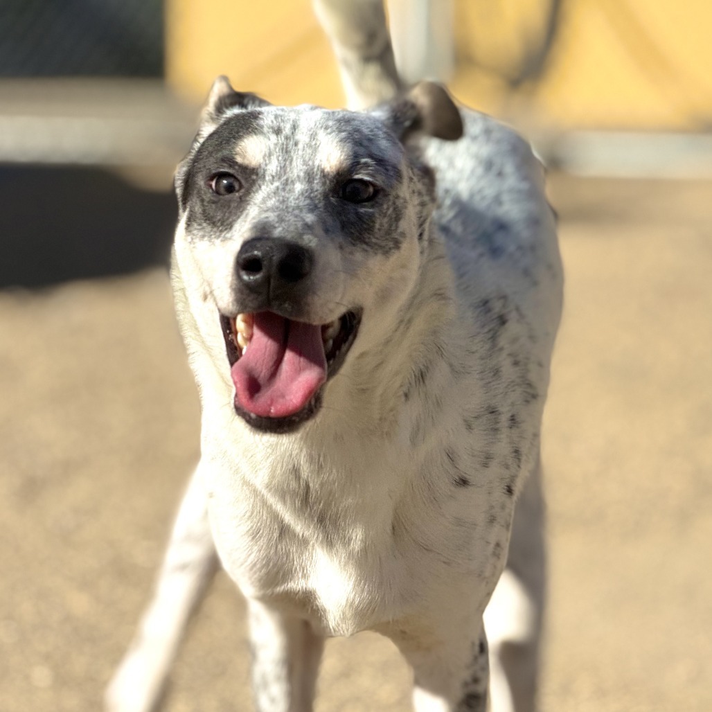 Charming, an adoptable Mixed Breed in Las Cruces, NM, 88012 | Photo Image 6