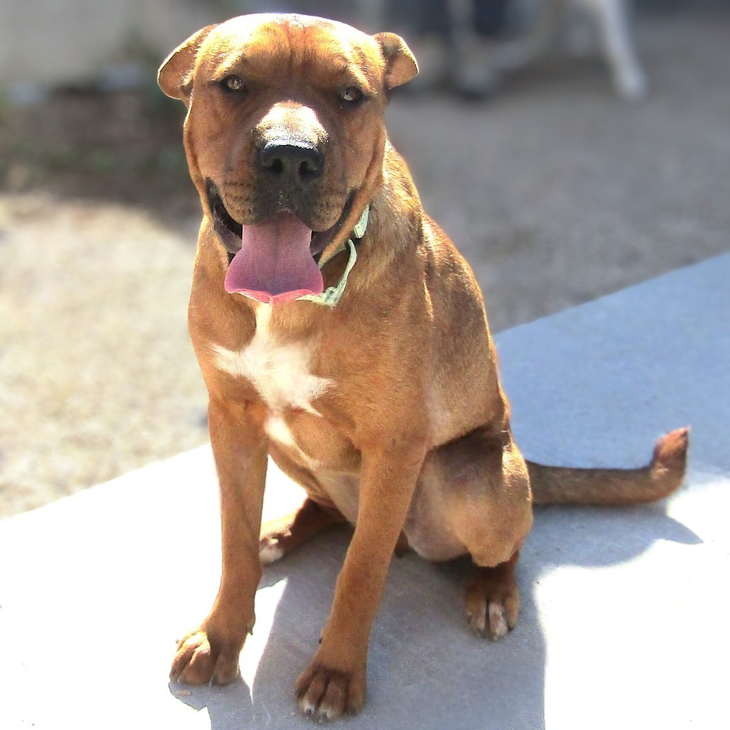 Cathleen, an adoptable Mixed Breed in Las Cruces, NM, 88012 | Photo Image 1