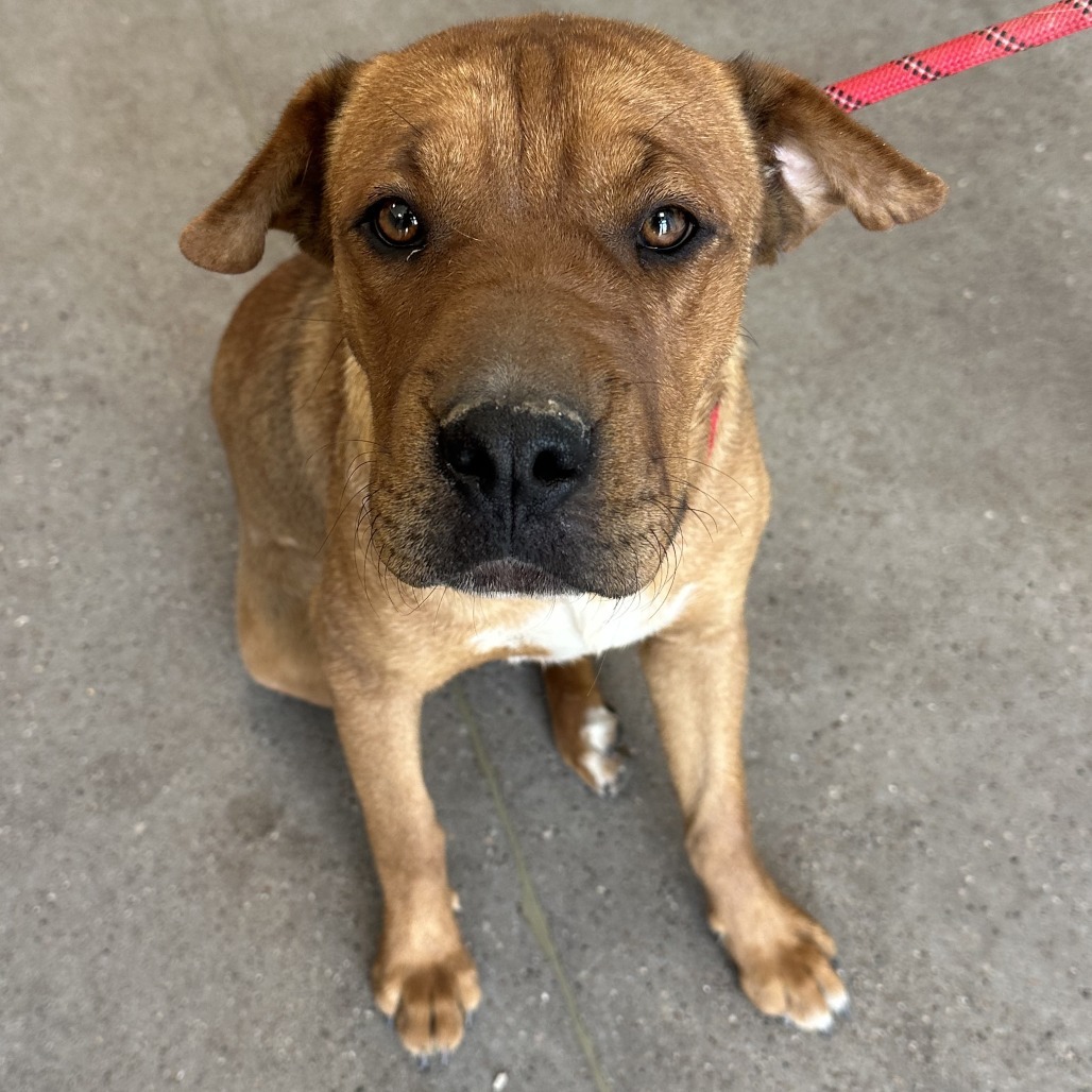 Cathleen, an adoptable Mixed Breed in Las Cruces, NM, 88012 | Photo Image 2