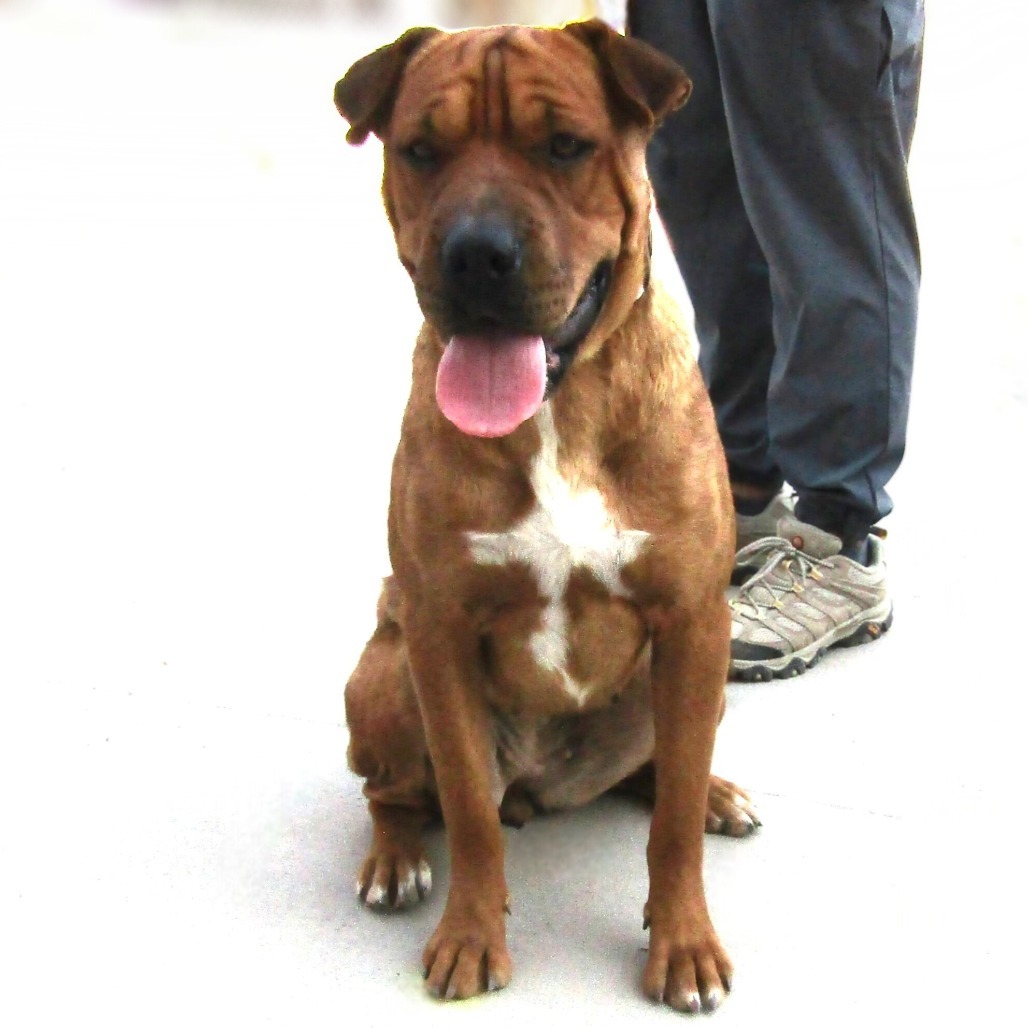 Cathleen, an adoptable Mixed Breed in Las Cruces, NM, 88012 | Photo Image 3