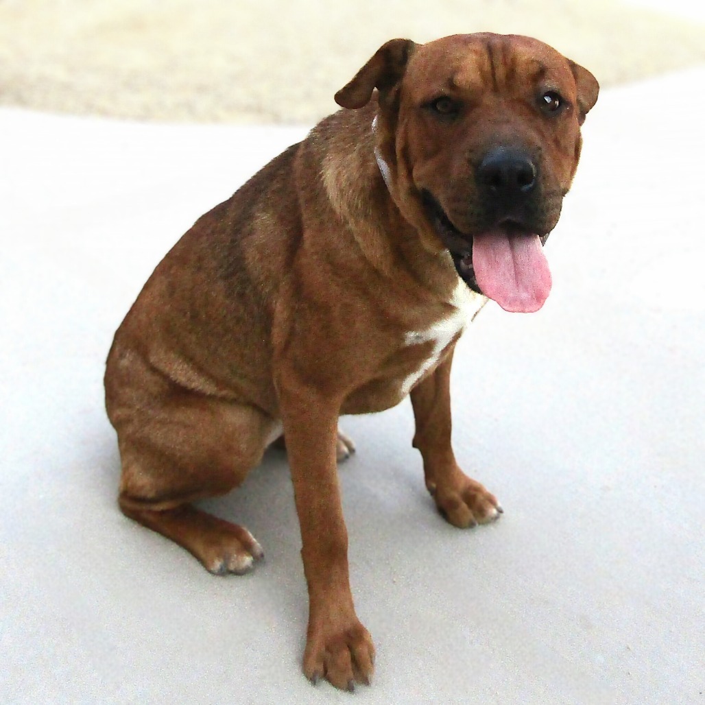 Cathleen, an adoptable Mixed Breed in Las Cruces, NM, 88012 | Photo Image 4