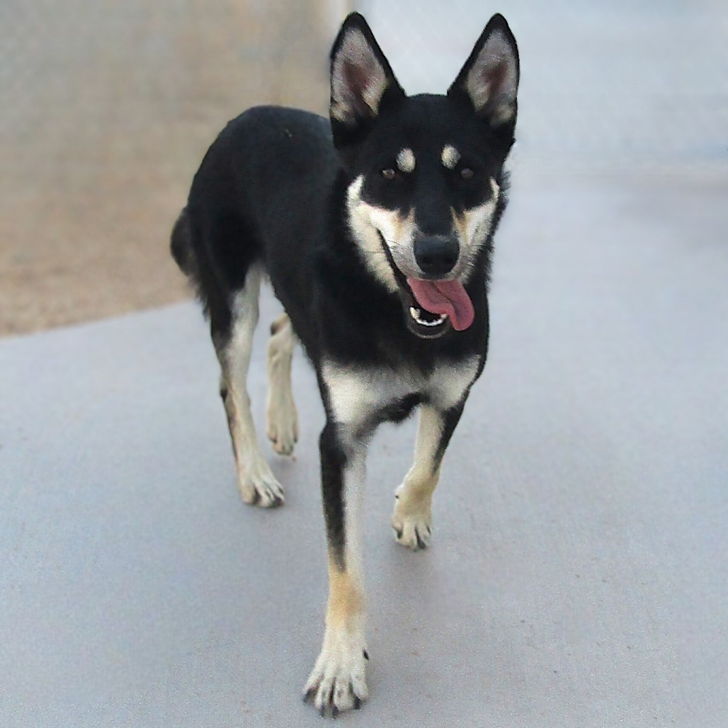 Morgan, an adoptable Mixed Breed in Las Cruces, NM, 88012 | Photo Image 1