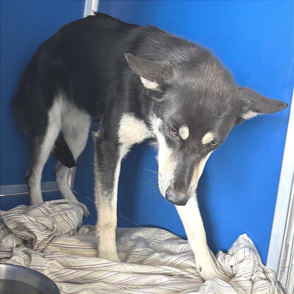 Morgan, an adoptable Mixed Breed in Las Cruces, NM, 88012 | Photo Image 2