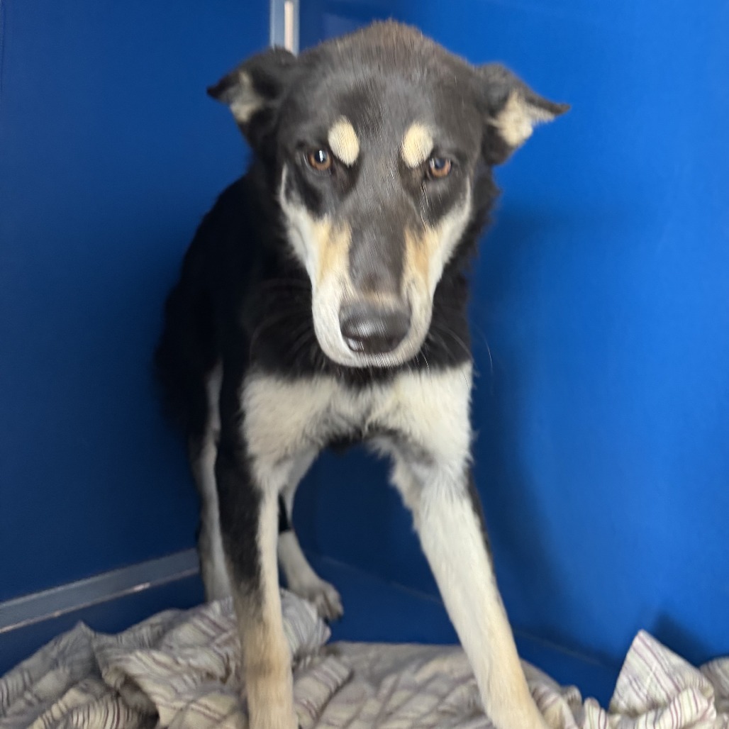 Morgan, an adoptable Mixed Breed in Las Cruces, NM, 88012 | Photo Image 3