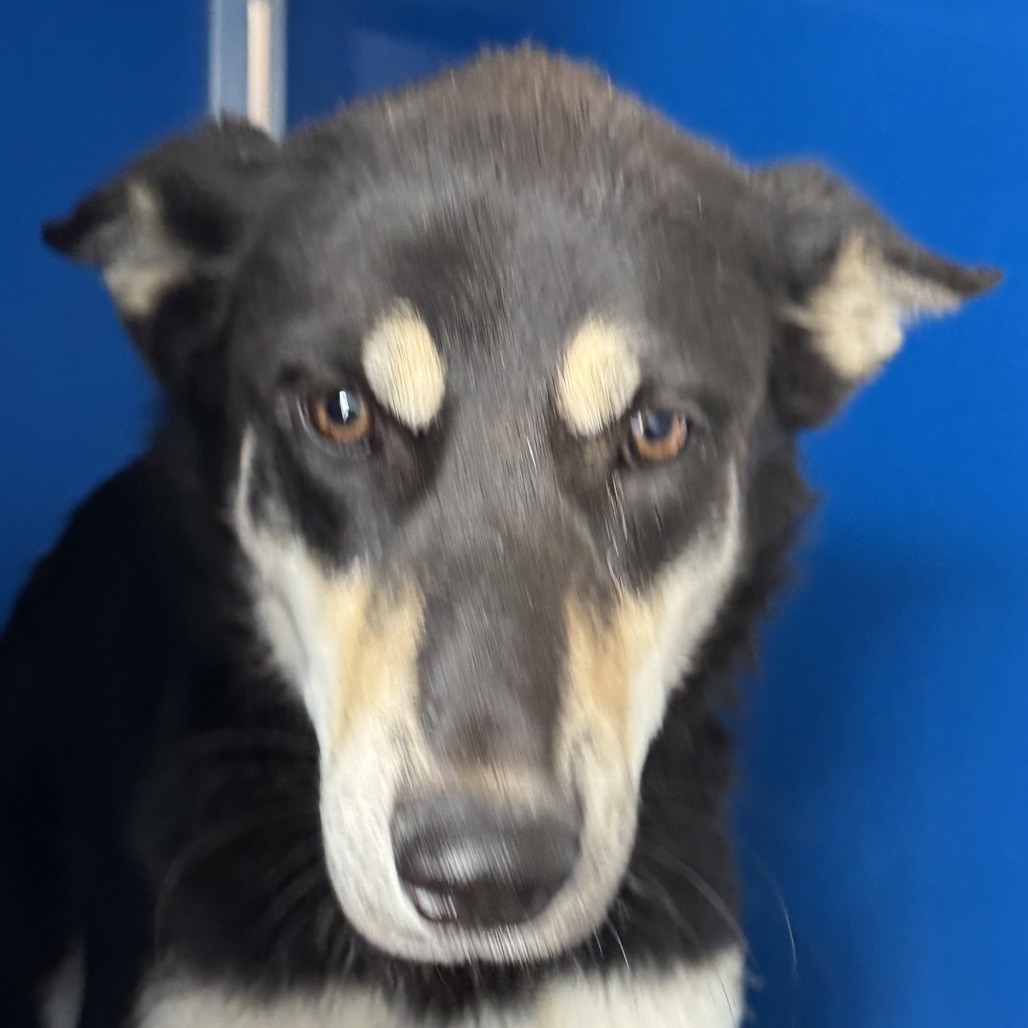 Morgan, an adoptable Mixed Breed in Las Cruces, NM, 88012 | Photo Image 4