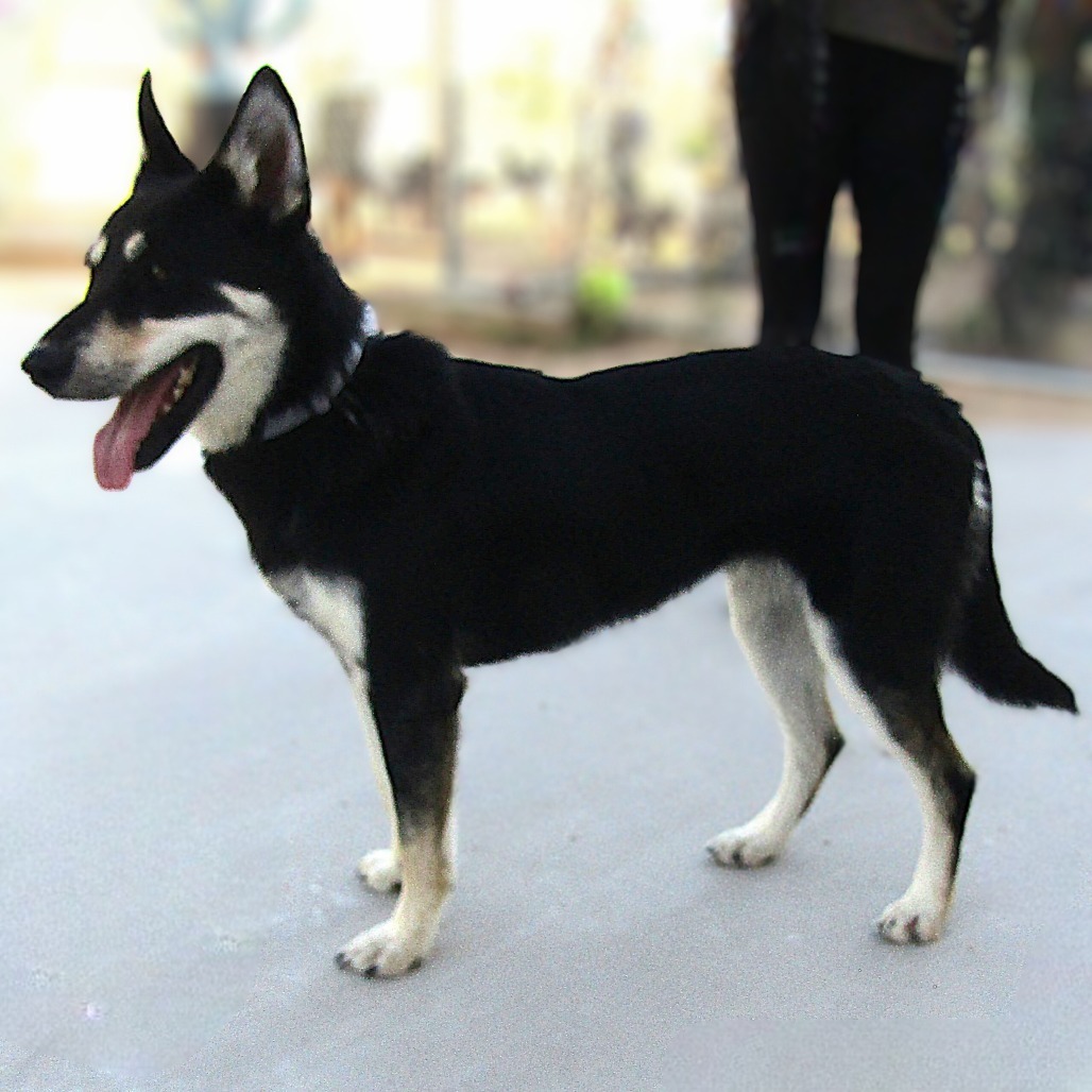 Morgan, an adoptable Mixed Breed in Las Cruces, NM, 88012 | Photo Image 5