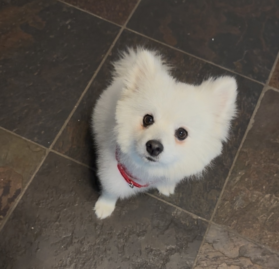 Yeti, an adoptable Spitz in Plymouth, MI, 48170 | Photo Image 1