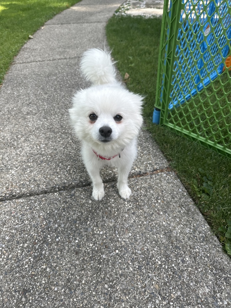 Yeti, an adoptable Spitz in Plymouth, MI, 48170 | Photo Image 2