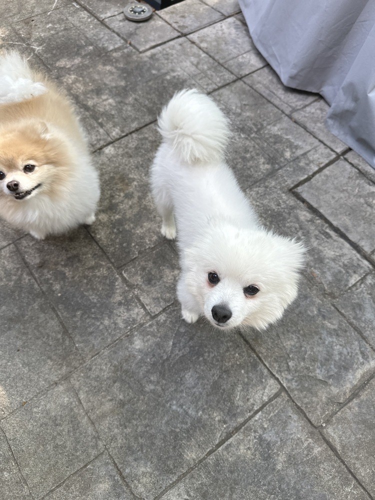 Yeti, an adoptable Spitz in Plymouth, MI, 48170 | Photo Image 3