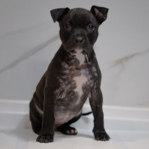 Drizella Mixed Breed Dog