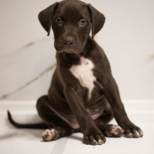 Lady Tremaine Mixed Breed Dog