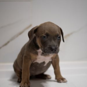 Cinderella Mixed Breed Dog