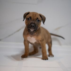 Prince Charming Mixed Breed Dog