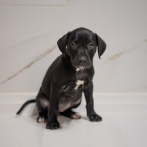 Anastasia Mixed Breed Dog