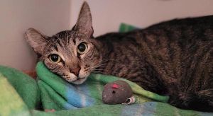 Catrick, Adult Male Domestic Short Hair
