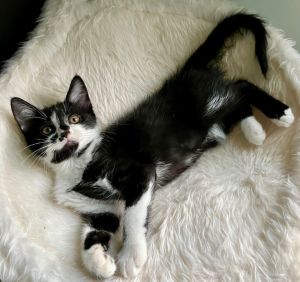 Finnegan Domestic Short Hair Cat